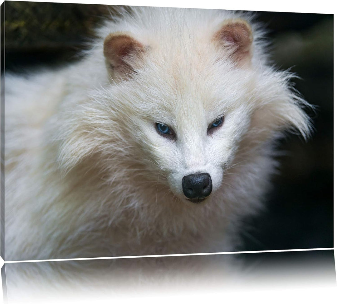 Pixxprint Kleiner Polarfuchs auf Leinwand, XXL riesige Bilder fertig gerahmt mit Keilrahmen, Kunstdr