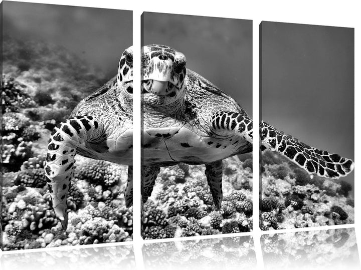 Pixxprint Schildkröte Korallenriff als Leinwandbild | Grösse: 3 Teilig (120x80) | Wandbild| Kunstdru
