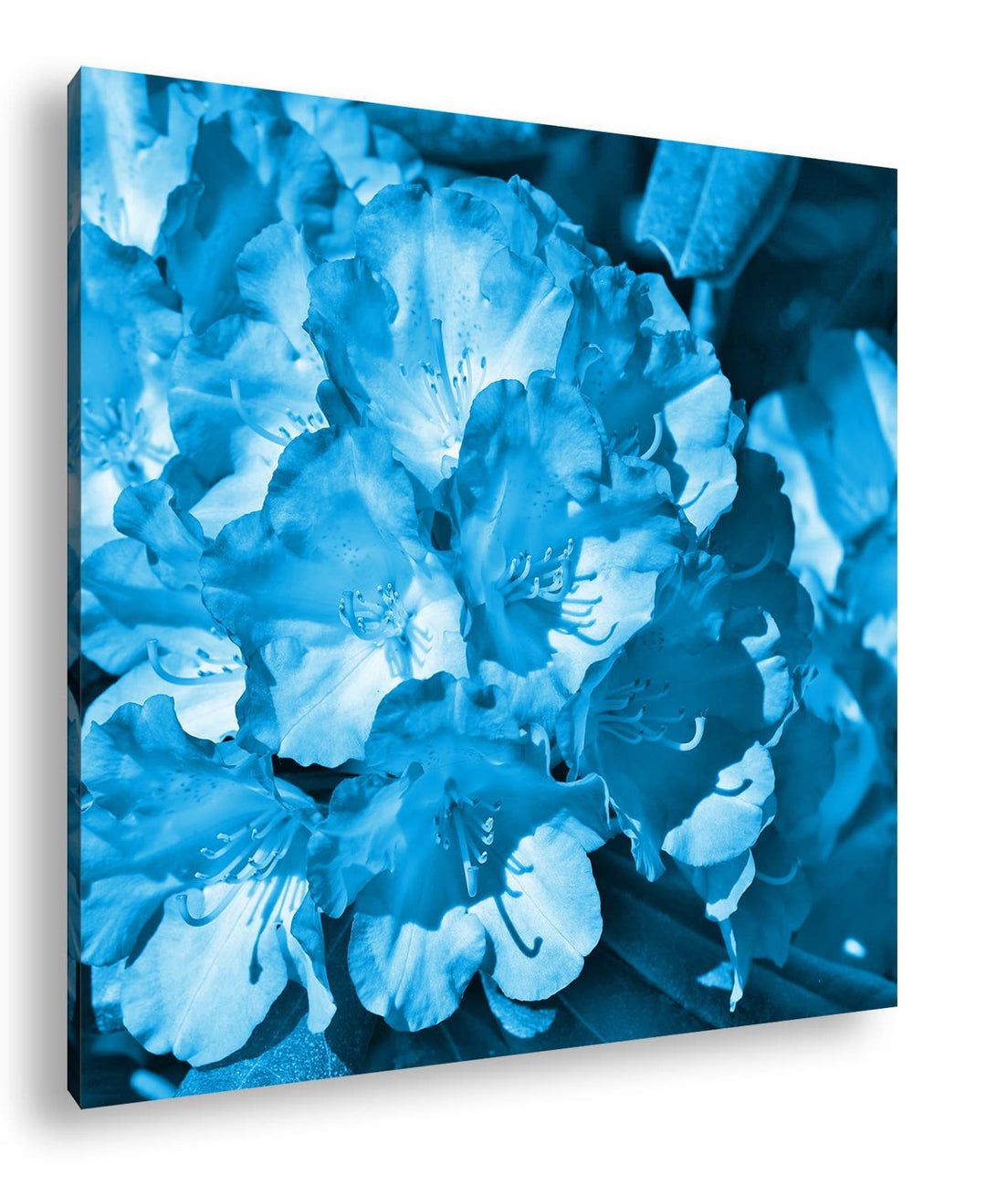 deyoli farbenfroher Rhododendron-Strauch Format: 60x60 Effekt: Monocrome Blau als Leinwand, Motiv fe
