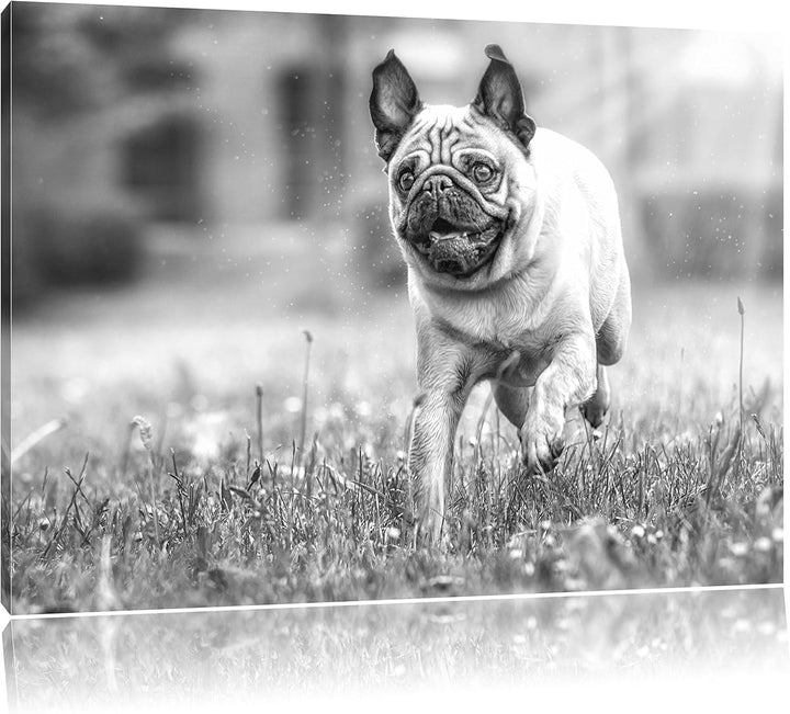 Rennender Mops Kunst B&W, Format: 100x70 auf Leinwand, XXL riesige Bilder fertig gerahmt mit Keilrah