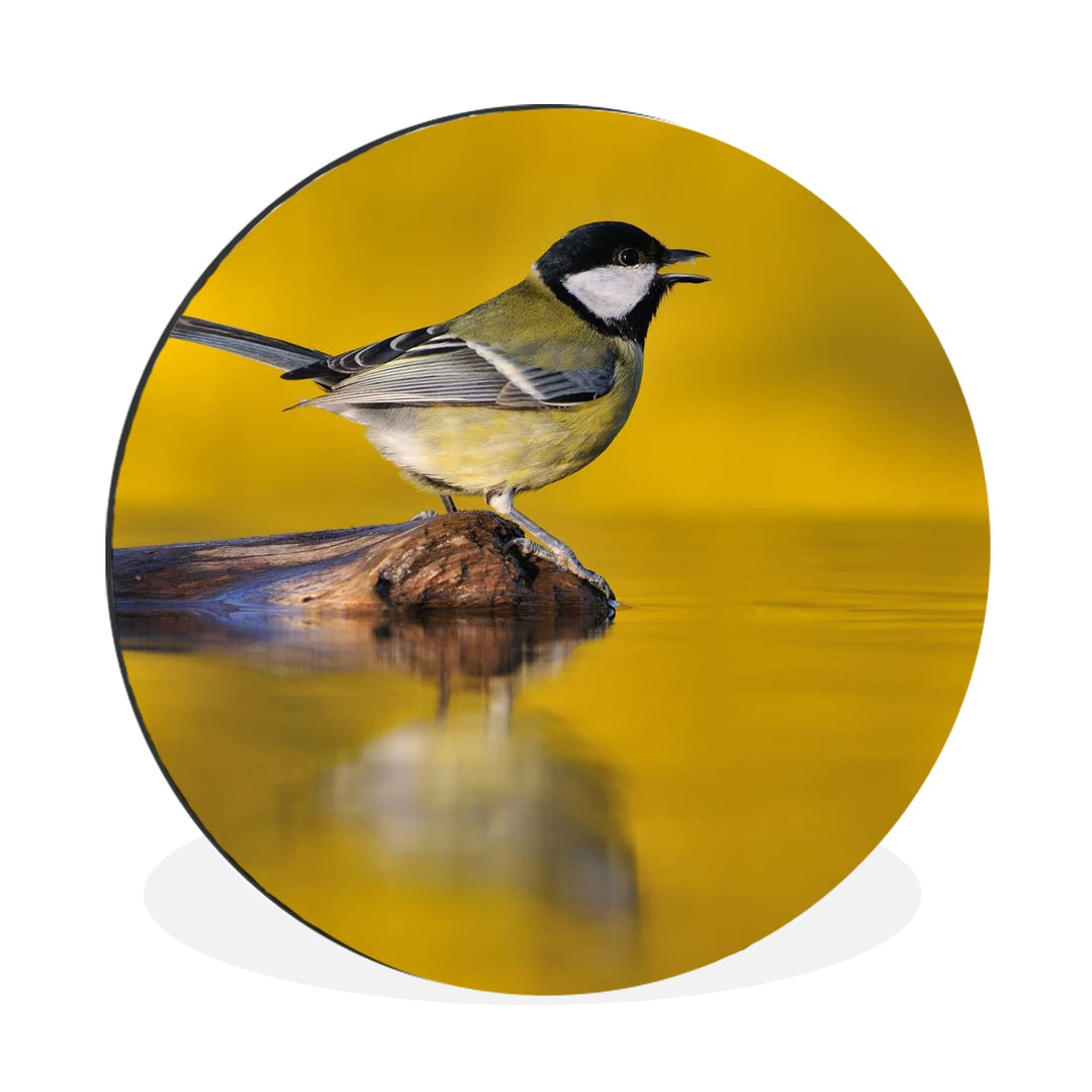 MuchoWow Wandbild Rund Wanddeko Deko Wohnzimmer Bilder 60x60 cm Kohlmeise - Vogel - Wasser, 60x60 cm