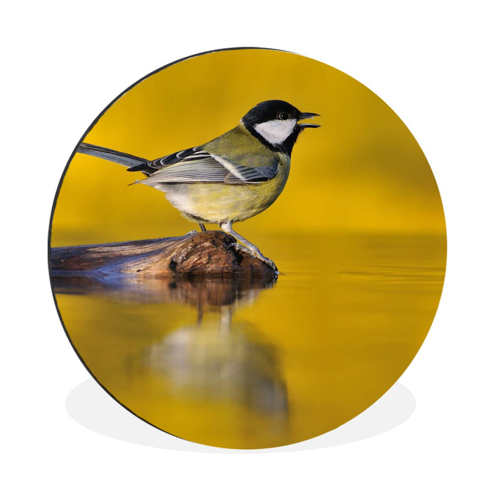 MuchoWow Wandbild Rund Wanddeko Deko Wohnzimmer Bilder 60x60 cm Kohlmeise - Vogel - Wasser, 60x60 cm