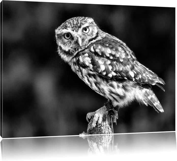 Monocrome, kleine Eule, Format: 100x70 auf Leinwand, XXL riesige Bilder fertig gerahmt mit Keilrahme