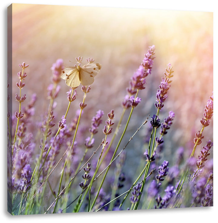 Pixxprint Schmetterlinge auf Lavendelblumen, Format: 70x70 auf Leinwand, 70x70