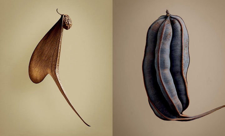 The Hidden Beauty of Seeds & Fruits: The Botanical Photography of Levon Biss, Gebundenes Buch