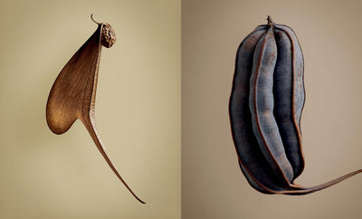 The Hidden Beauty of Seeds & Fruits: The Botanical Photography of Levon Biss, Gebundenes Buch