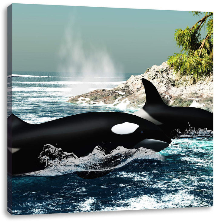 Pixxprint Orcas vor Insel, Format: 70x70 auf Leinwand, XXL riesige Bilder fertig gerahmt mit Keilrah