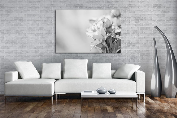 schöne Rosen in der Natur Effekt: Schwarz/Weiss im Format: 80x60 als Leinwandbild, Motiv fertig gera