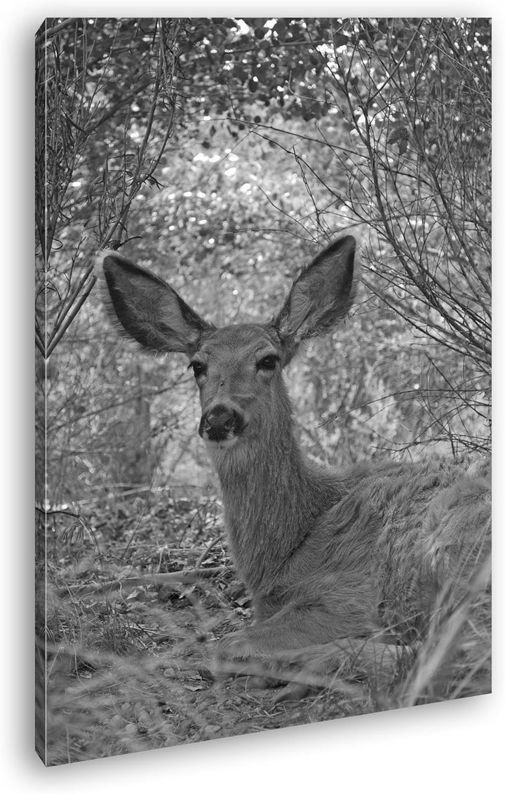 deyoli ruhiges Reh im Wald Effekt: Schwarz/Weiss Format: 80x60 als Leinwandbild, Motiv fertig gerahm