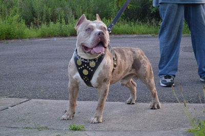 Bestia Maximus Echtleder Hundegeschirr. 100% Leder Weich gepolsterte Brustplatte Handgefertigt in Eu