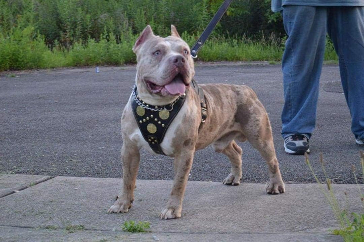 Bestia Maximus Echtleder Hundegeschirr. 100% Leder Weich gepolsterte Brustplatte Handgefertigt in Eu