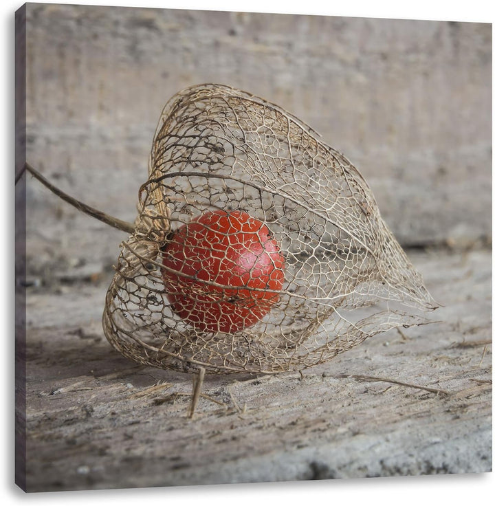 Pixxprint Physalis, Format: 70x70 auf Leinwand, XXL riesige Bilder fertig gerahmt mit Keilrahmen, Ku