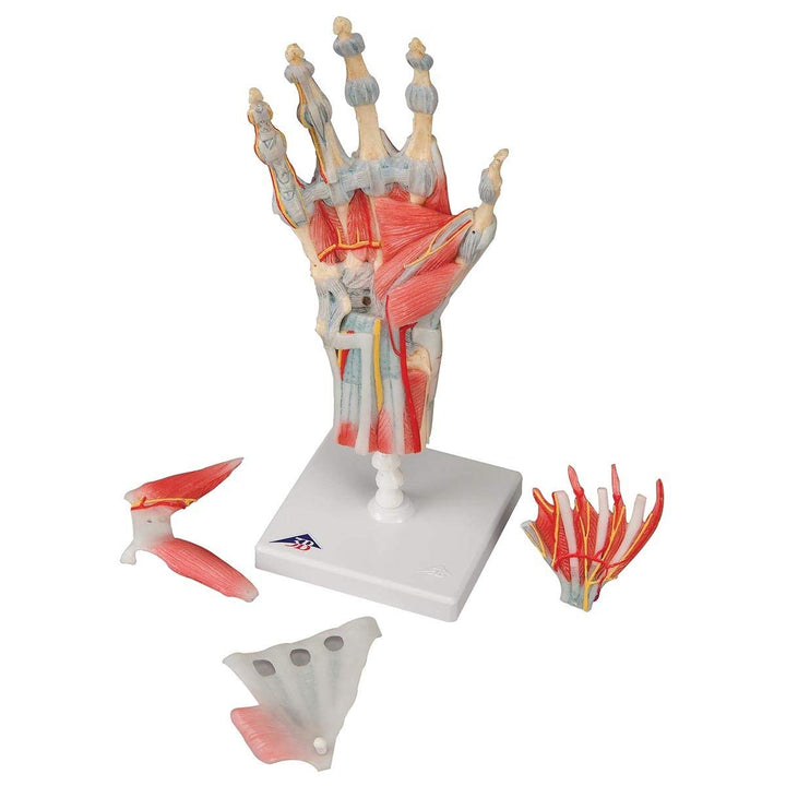 3B Scientific M33/1 Hand-Skelett-Modell mit Bändern und Muskeln + kostenlose Anatomie App - 3B Smart