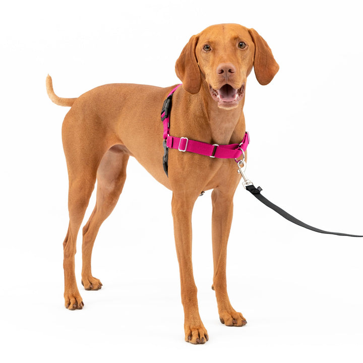 PetSafe Easy Walk-Geschirr, Anti-Zieh-Hundegeschirr, Verringert Würgen und Husten, Mit 1,8 M Leine,