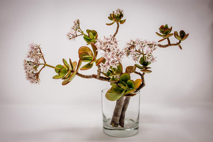 WGV klar Zylinder Glas Vase, 5 von 6 1 5"x6"H, 1 5"x6"H