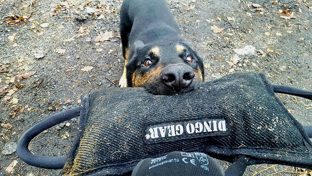 Dingo Gear Beisskissen Gestärkt aus Baumwolle-Nylon Ausbildung IGP IPO K9 Hundetraining S00522 Baumw