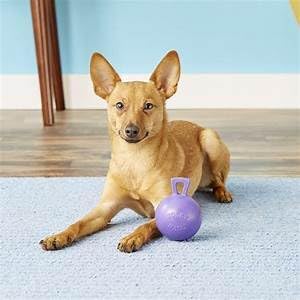 Jolly Pets Tug-n-Toss Robuster Hundespielzeugball mit Griff, 11,4 cm/klein, Violett 4.5 Inches/Small