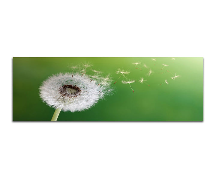 Paul Sinus Art Panoramabild auf Leinwand und Keilrahmen 150x50cm Pusteblume Sonnenblume Morgenlicht