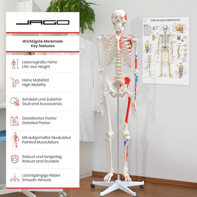 Jago® Menschliches Anatomie Skelett 181.5 cm - mit Muskelbemalungdetails, inkl. Schutzabdeckung, Leb