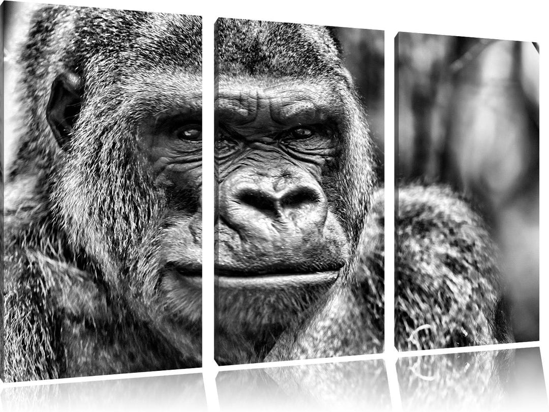 Pixxprint stolzer Gorilla als Leinwandbild/Grösse: 3 Teilig (120x80 cm) cm/Wandbild/Kunstdruck/ferti