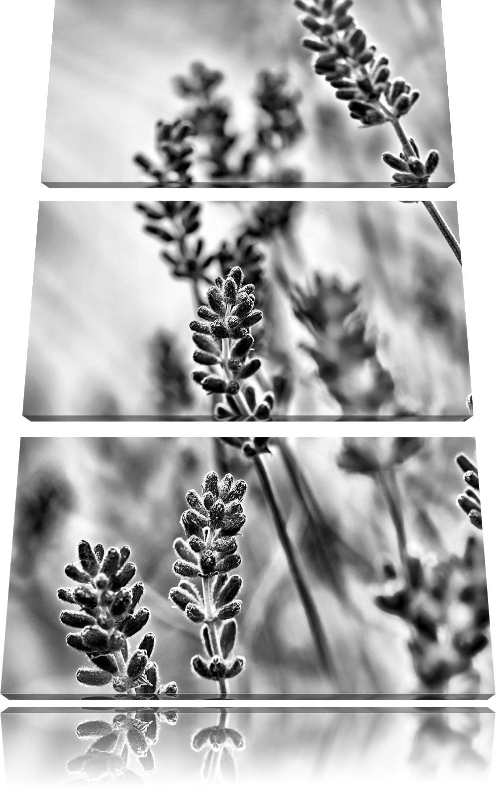 Pixxprint Lavendel als Leinwandbild/Grösse: 3 Teilig (120x80) cm/Wandbild/Kunstdruck/fertig bespannt