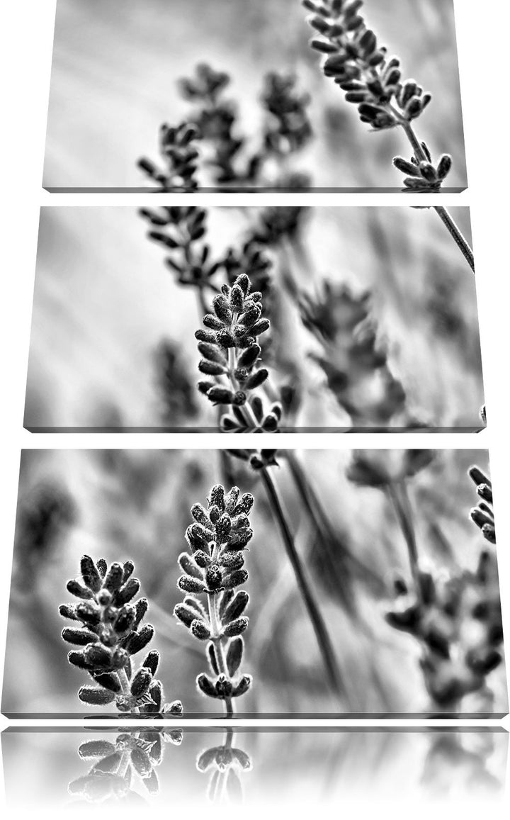 Pixxprint Lavendel als Leinwandbild/Grösse: 3 Teilig (120x80) cm/Wandbild/Kunstdruck/fertig bespannt