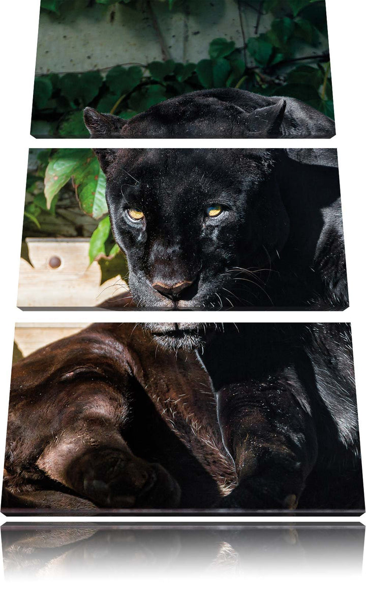 Pixxprint schwarzer Panther 3-Teiler Leinwandbild 120x80 Bild auf Leinwand