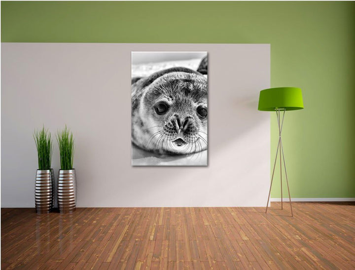 Pixxprint Süsses Robben Baby als Leinwandbild/Grösse: 120x80 cm/Wandbild/Kunstdruck/fertig bespannt,