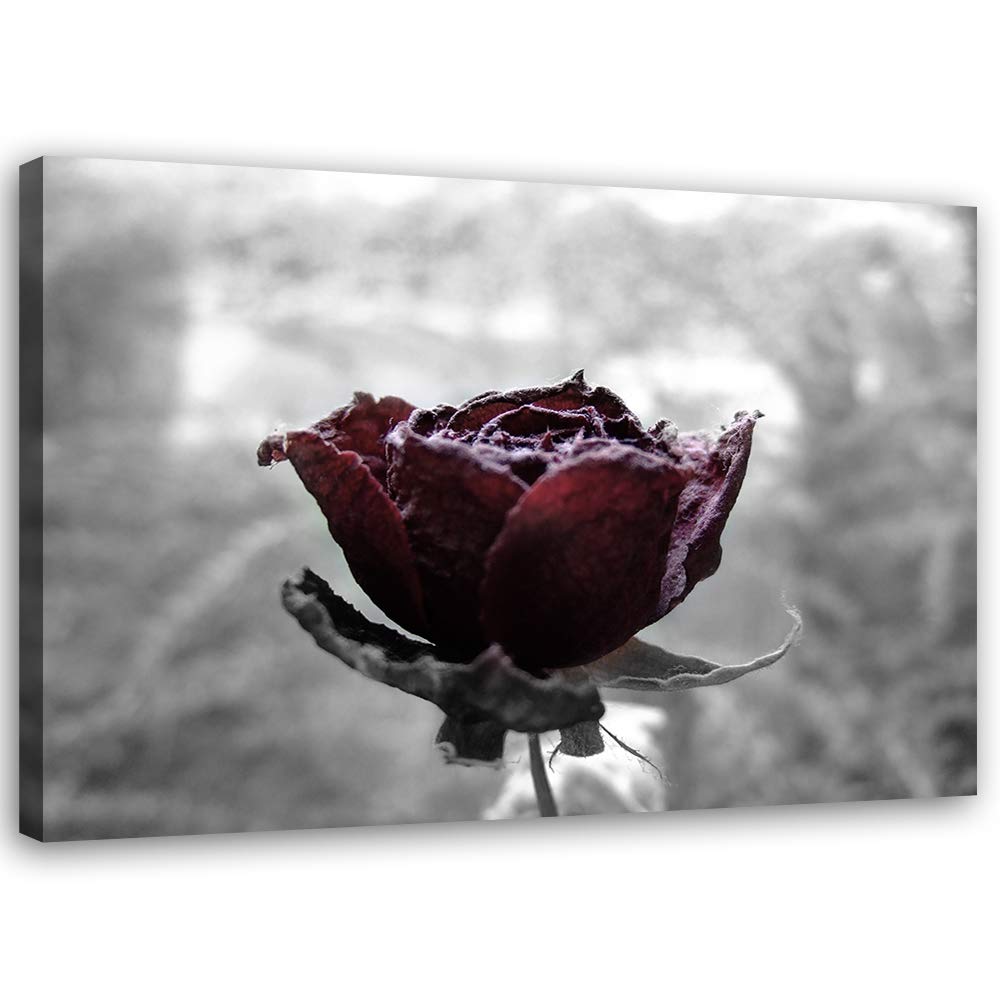 Feeby Wandbild Natur Druckbild Leinwandbild Rose Rot 100x70 cm M14553 100x70 cm, M14553 100x70 cm