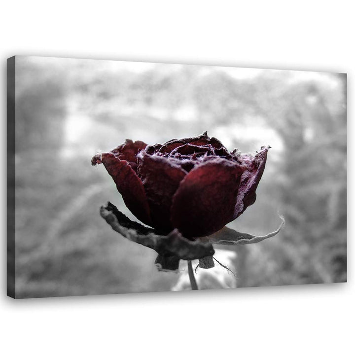 Feeby Wandbild Natur Druckbild Leinwandbild Rose Rot 100x70 cm M14553 100x70 cm, M14553 100x70 cm
