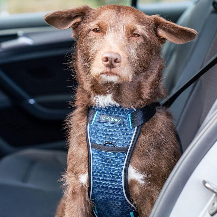CarSafe Crash-getestetes Hunde Sicherheitsgeschirr, Crashtest-geprüft bis zu 32 kg / 70 lbs, sichert