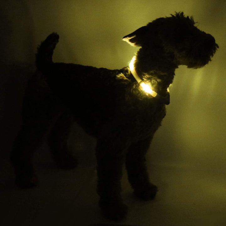 LEUCHTIE® Leuchthalsband Plus Sonnengelb Grösse 47,5 I LED Halsband für Hunde I 100 h Leuchtdauer I