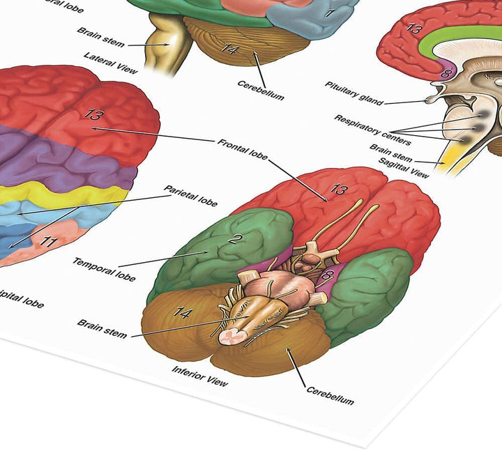 Das Gehirn aus vier Perspektiven (Englisch) Poster Wandbilder für jeden Raum 130 x 90 cm Anatomie Wa