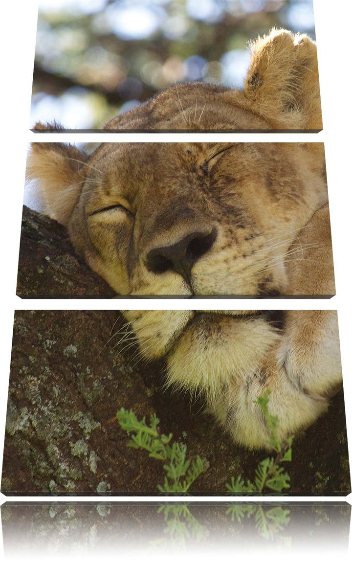 Pixxprint müde Löwin ruht auf Baum 3-Teiler Leinwandbild 120x80 Bild auf Leinwand