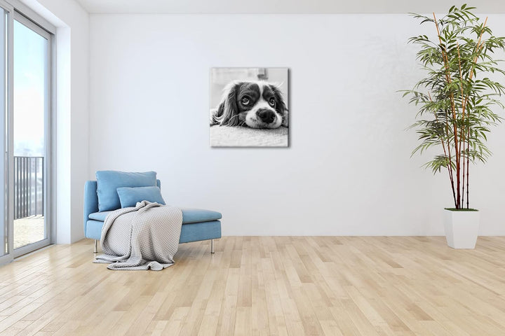 zauberhafter Cocker Spaniel Effekt: Schwarz&Weiss Format: 60x60 als Leinwandbild, Motiv fertig gerah