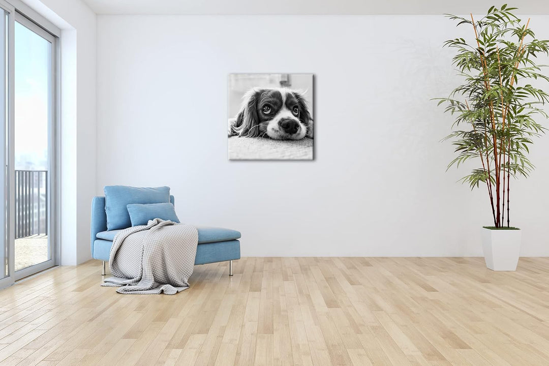 deyoli zauberhafter Cocker Spaniel Effekt: Schwarz&amp;Weiss Format: 70x70 als Leinwandbild, Motiv ferti