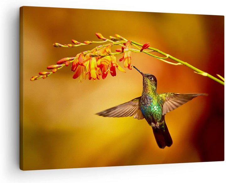 Bilder auf Leinwand Kolibri Vogel Sommer Leinwandbild mit Rahmen 70x50cm Wandbilder Dekoration Wohnz