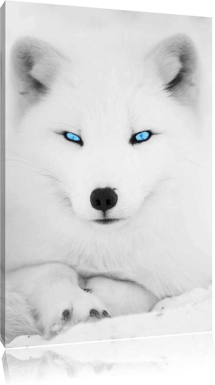 Pixxprint liegender Polarfuchs mit strahlenden Augen schwarz/weiss, Format: 70x100 auf hochkantiges