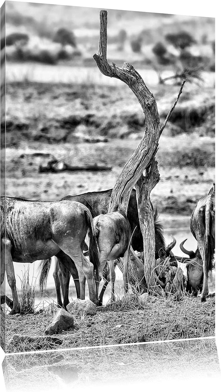 Pixxprint Kaffernbüffel Herde in Savanne/Format: 100x70cm / Leinwandbild fertig bespannt Wandbild Ku