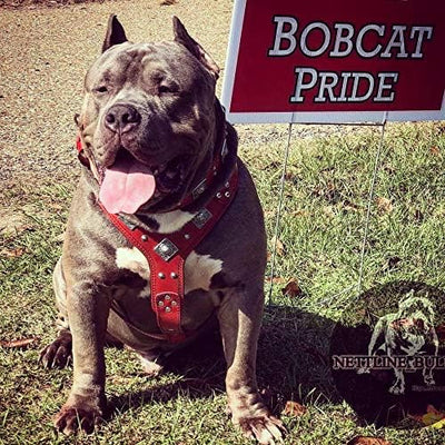 Bestia "EROS Leder Hundegeschirr in Rot & Schwarz L/XL- Amstaff / Dobermann, L/XL- Amstaff / Doberma