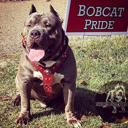 Bestia "EROS Leder Hundegeschirr in Rot & Schwarz L/XL- Amstaff / Dobermann, L/XL- Amstaff / Doberma