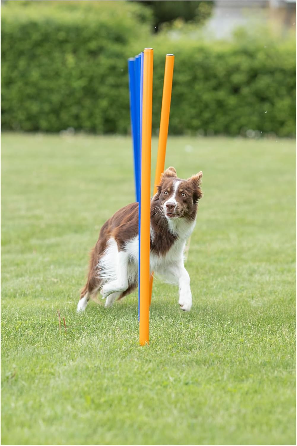 Trixie Agility Slalom, 12 Stangen, 115×ø 3 cm