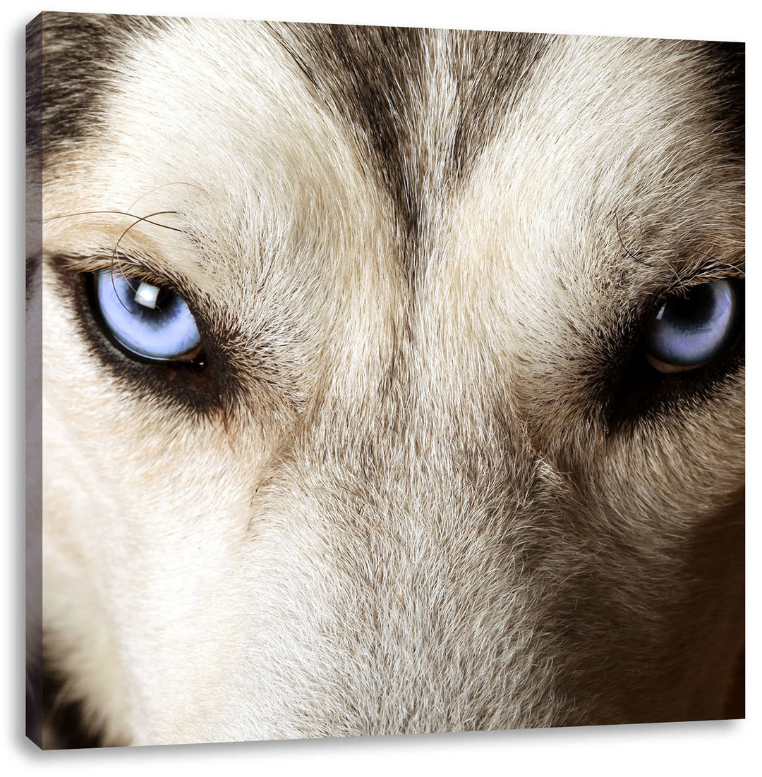 Husky eisblaue Augen, Format: 70x70 auf Leinwand, XXL riesige Bilder fertig gerahmt mit Keilrahmen,