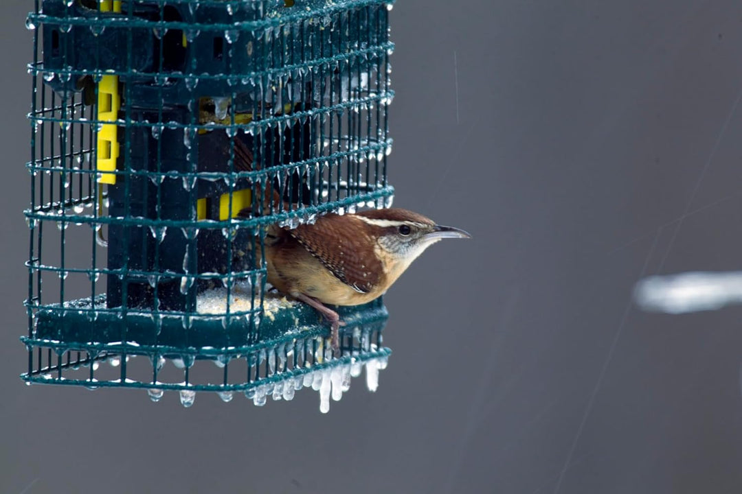 Squirrel Buster Talg Eichhörnchensicher Talg Vogelfutterstation mit Zwei Talgkuchenschalen, Zwei Krü