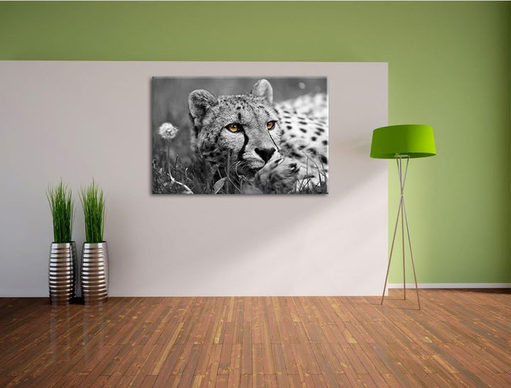 hübscher Gepard im Gras schwarz/weiss Format: 100x70 auf Leinwand, XXL riesige Bilder fertig gerahmt