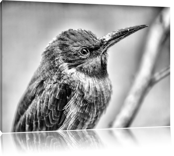Pixxprint Kleiner tropischer Vogel / 100x70cm Leinwandbild bespannt auf Holzrahmen/Wandbild Kunstdru