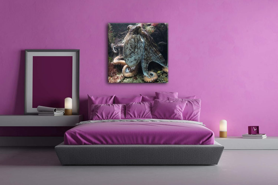 deyoli Oktopus am Korallenriff Format: 70x70 als Leinwandbild, Motiv fertig gerahmt auf Echtholzrahm