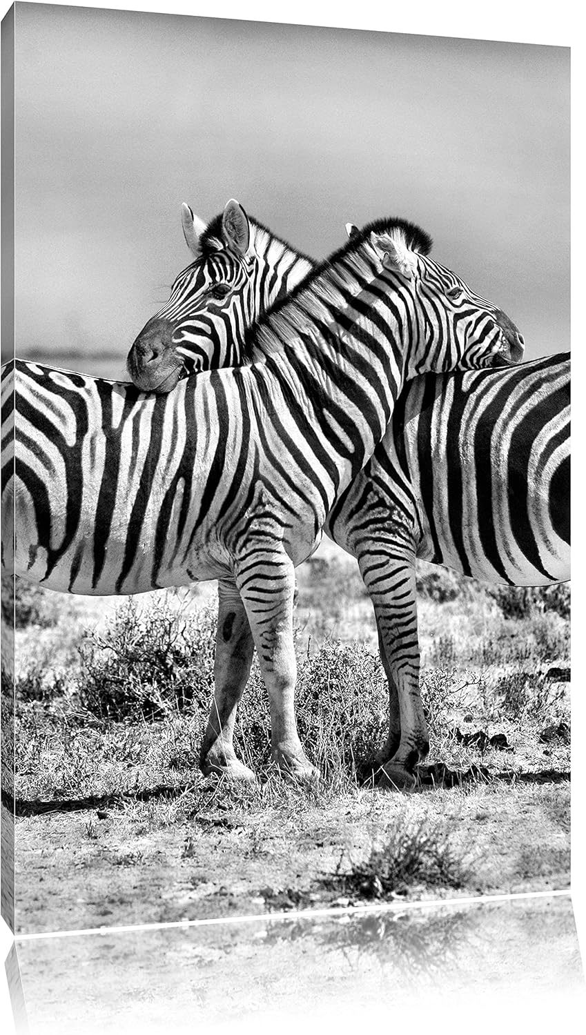 Pixxprint Schmusende Zebras als Leinwandbild/Grösse: 100x70 cm/Wandbild/Kunstdruck/fertig bespannt,