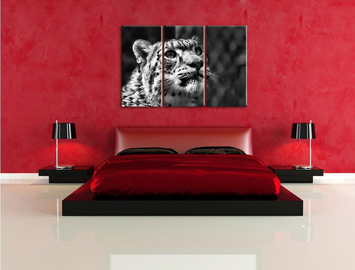 Pixxprint Leopard als Leinwandbild/Grösse: 3 Teilig (120x80) cm/Wandbild/Kunstdruck/fertig bespannt