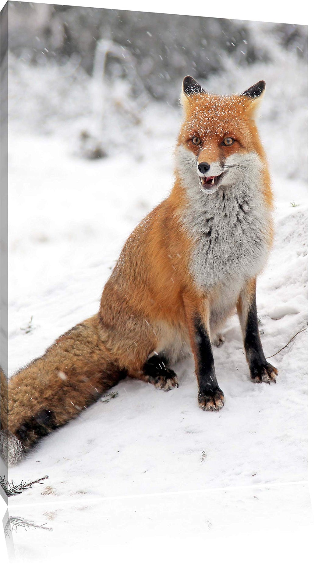 Pixxprint Fuchs im Schnee Format: 100x70 auf Leinwand, XXL riesige Bilder fertig gerahmt mit Keilrah